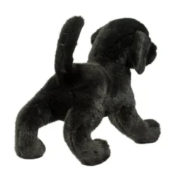 Chester Black Lab