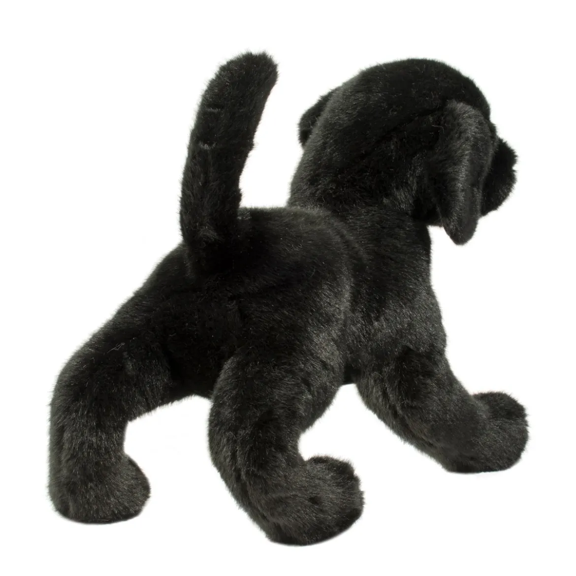 Chester Black Lab