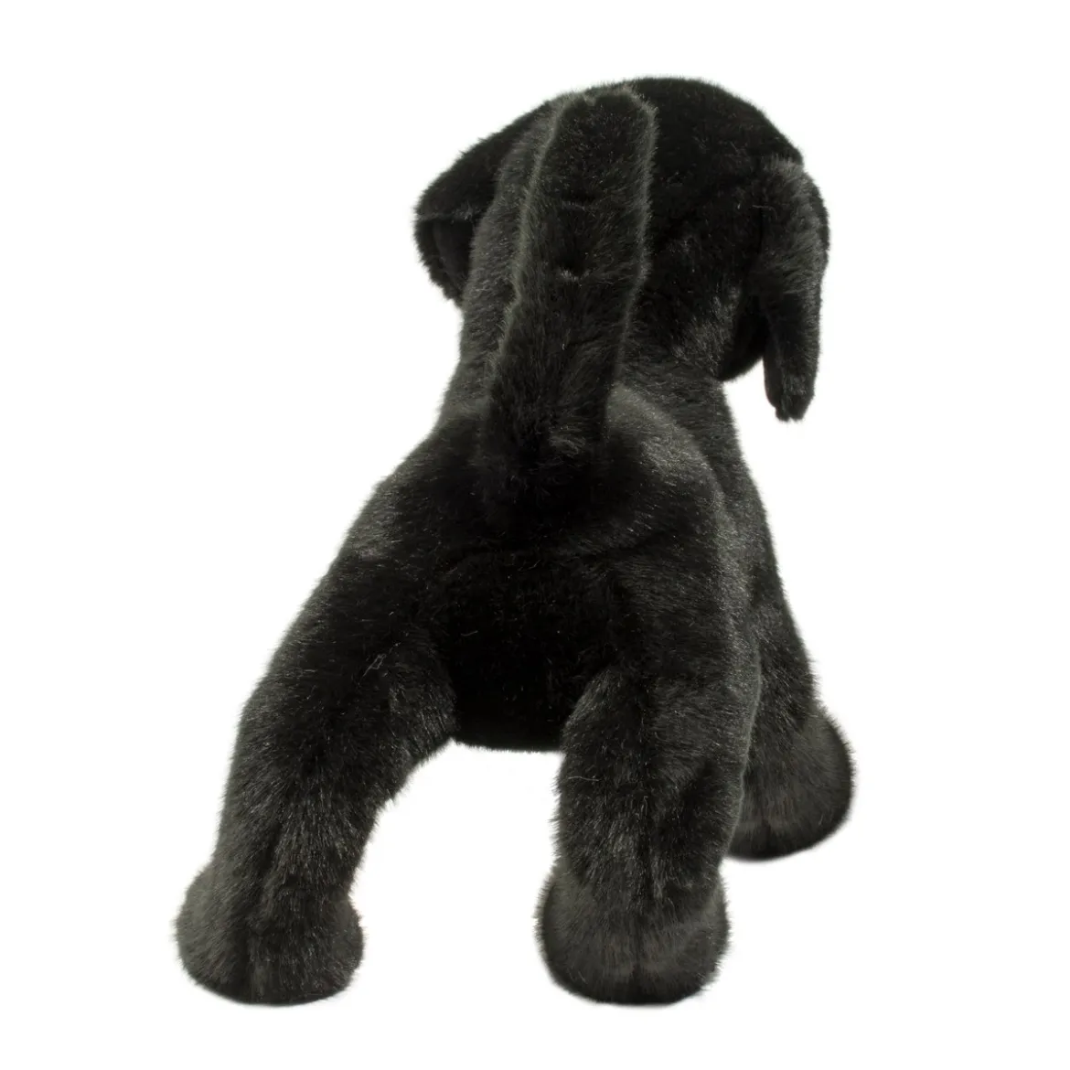 Chester Black Lab