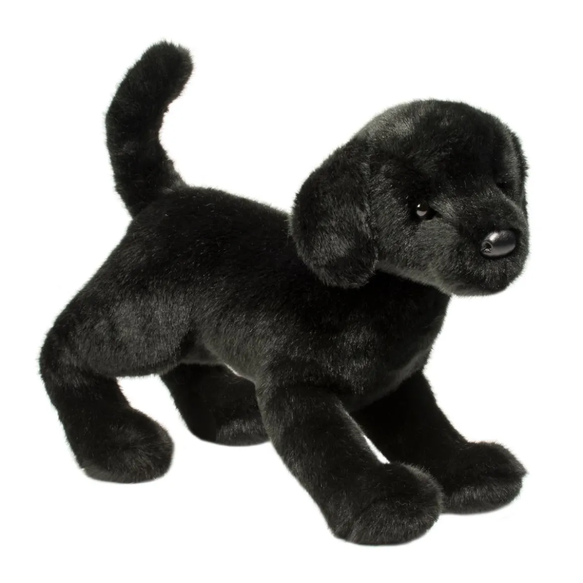 Chester Black Lab