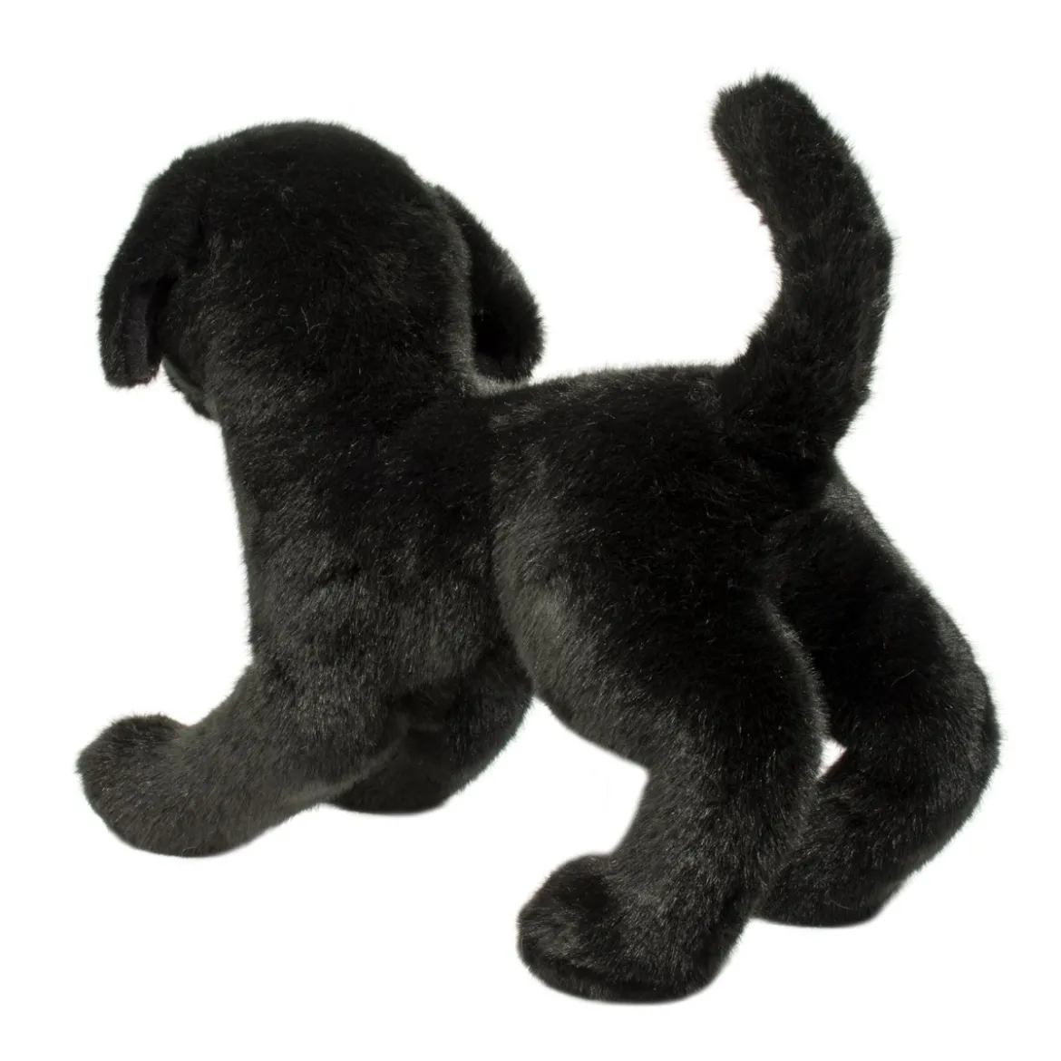 Chester Black Lab