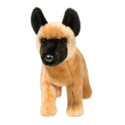 Klaus Belgian Malinois