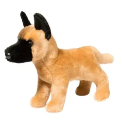 Klaus Belgian Malinois