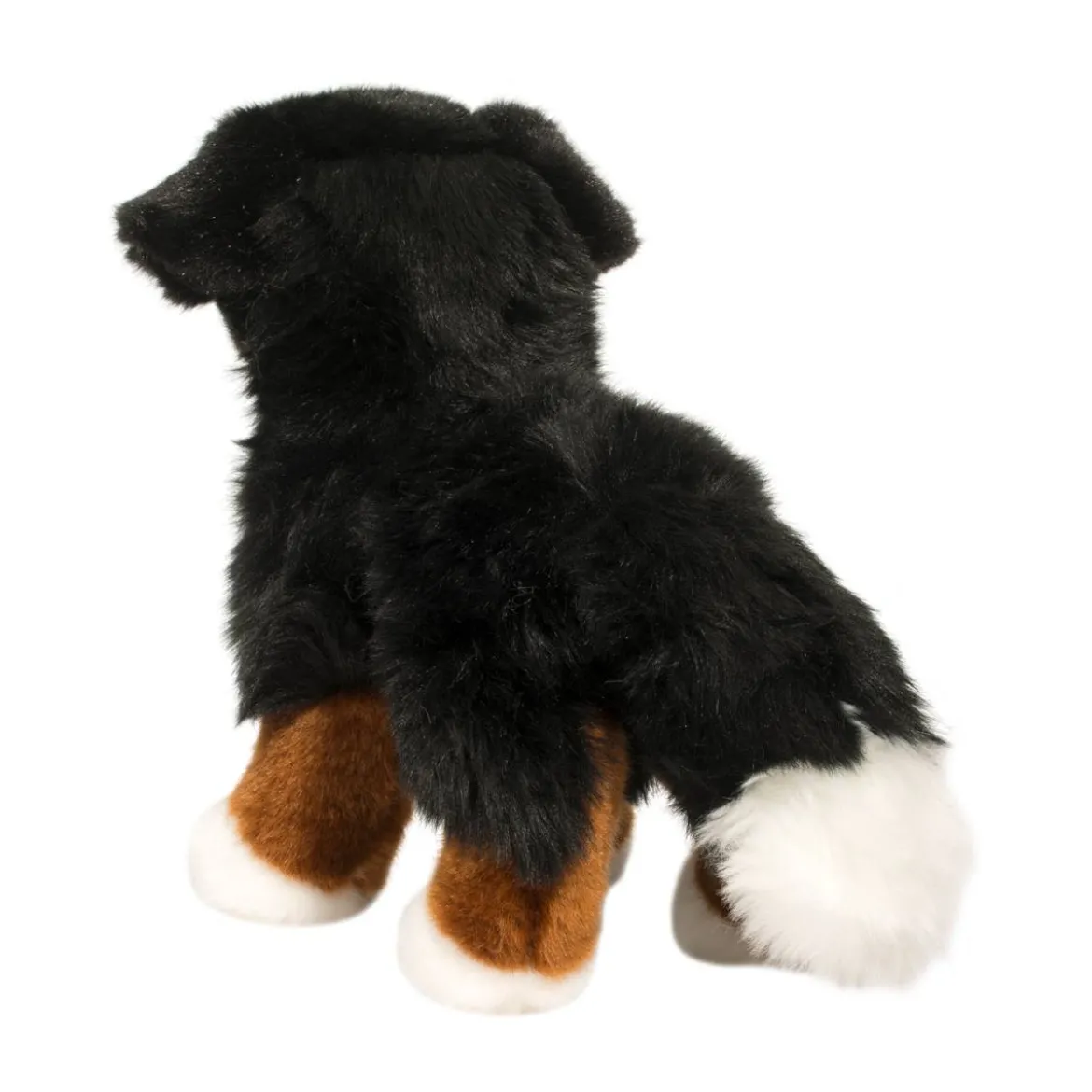 Stevie Bernese Mountain Dog